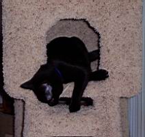 cats/2004-08-07 014.jpg
